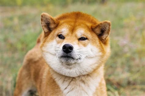 shiba inu photography|1000+ Shiba Inu Pictures 